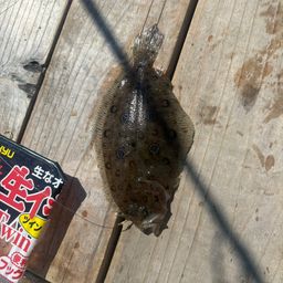 タマガンゾウビラメの釣果・釣り情報まとめ【2026年最新
