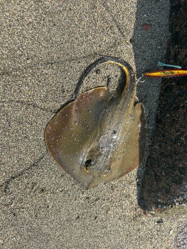 アカエイの釣果