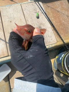 カナガシラの釣果