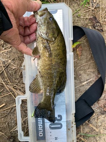 スモールマウスバスの釣果