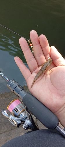 ハゼの釣果
