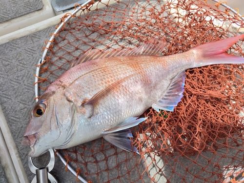 マダイの釣果