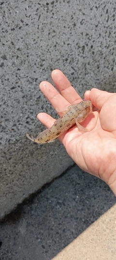 ハゼの釣果