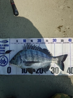 クロダイの釣果