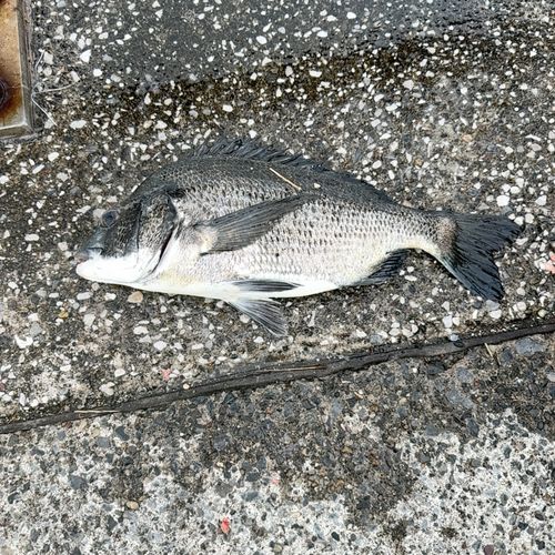 クロダイの釣果