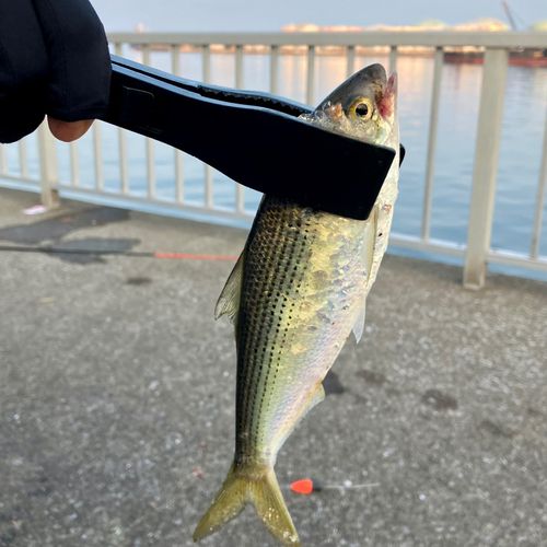 コノシロの釣果