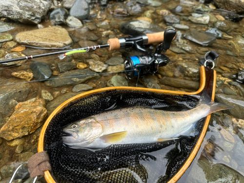 ヤマメの釣果