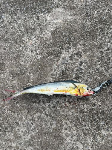 シイラの釣果