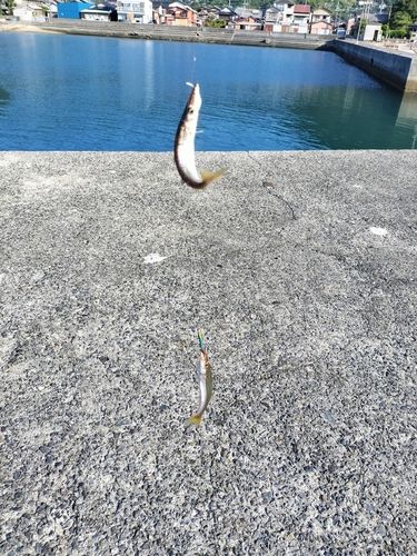 カマスの釣果