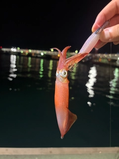 ヤリイカの釣果