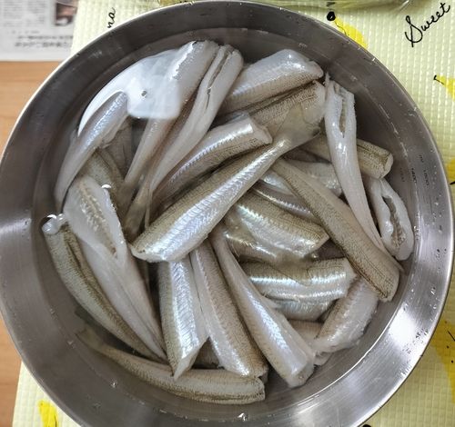 キスの釣果
