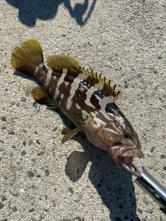 クエの釣果