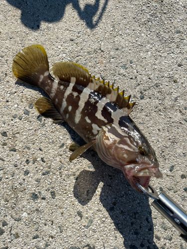クエの釣果