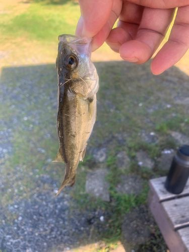 セイゴ（タイリクスズキ）の釣果