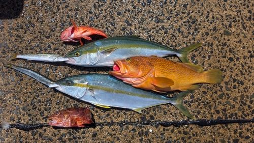 ヒラマサの釣果