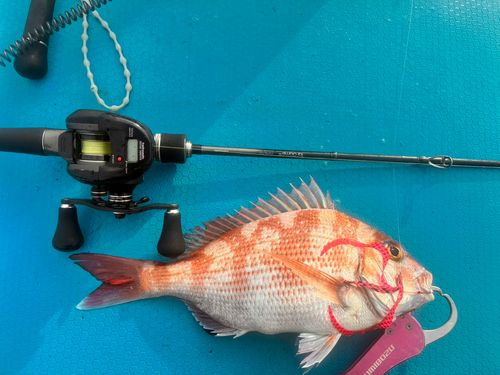 タイの釣果