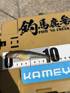 マハゼの釣果