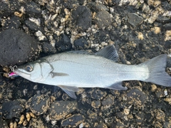 ヒラスズキの釣果