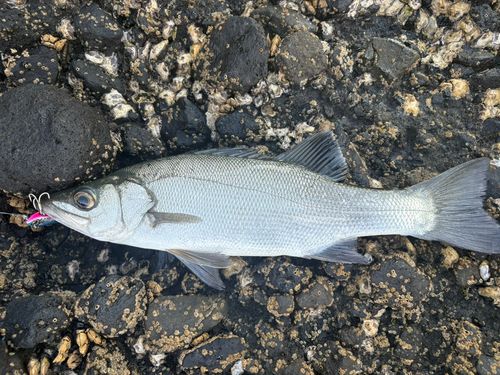 ヒラスズキの釣果