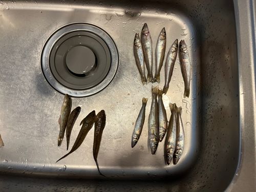 キスの釣果
