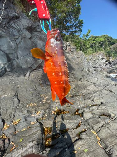 アカハタの釣果