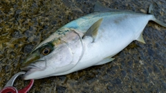ヒラマサの釣果
