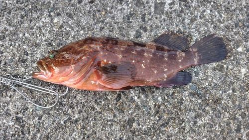 アコウの釣果