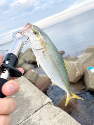 ワカシの釣果