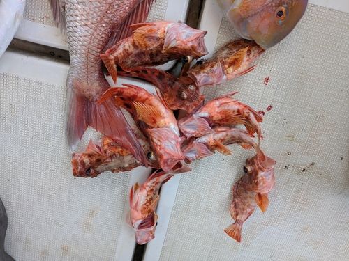 アラカブの釣果