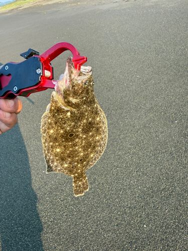 ソゲの釣果