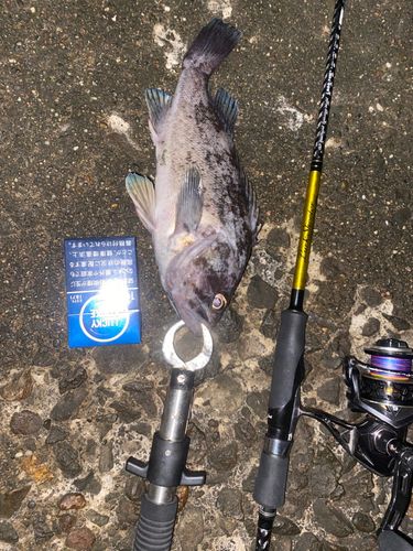 マゾイの釣果