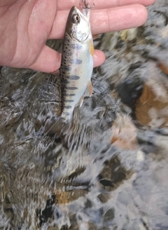 アマゴの釣果