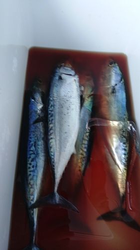 ソウダガツオの釣果
