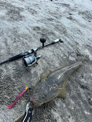 マゴチの釣果