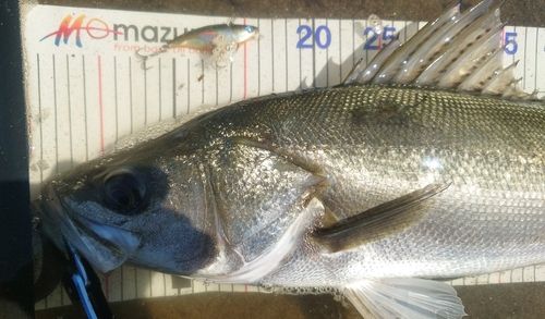 シーバスの釣果