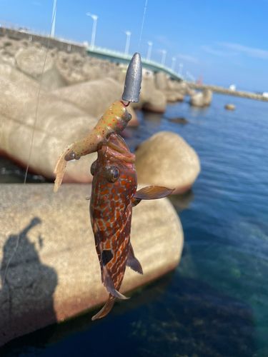 キジハタの釣果
