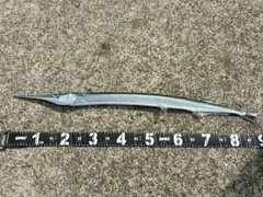 ダツの釣果