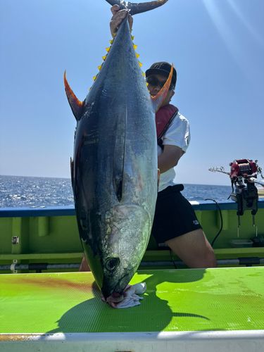 キハダマグロの釣果