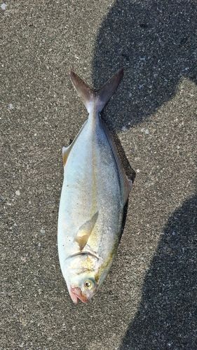 カンパチの釣果