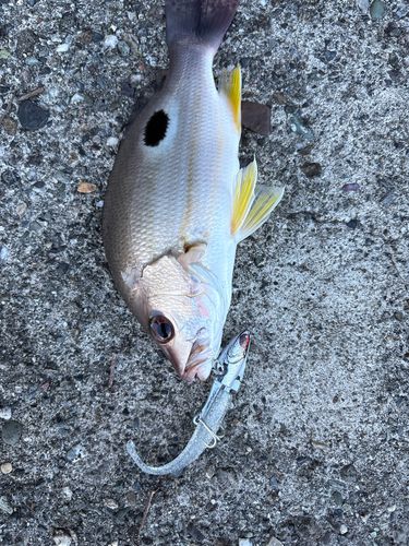 クロホシフエダイの釣果