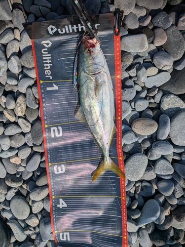 ワカシの釣果