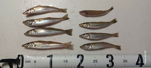 キスの釣果