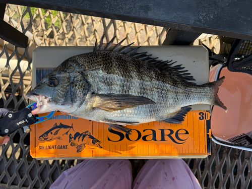 クロダイの釣果