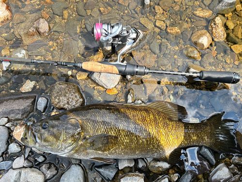 スモールマウスバスの釣果