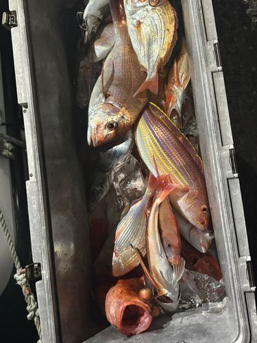 マダイの釣果
