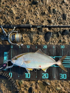 ショゴの釣果