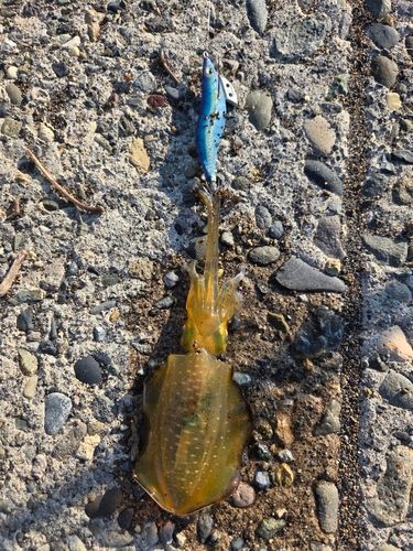 アオリイカの釣果