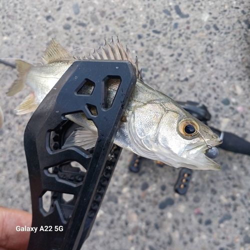 セイゴ（マルスズキ）の釣果