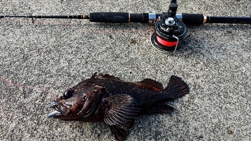 オウゴンムラソイの釣果