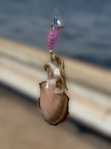 モンゴウイカの釣果
